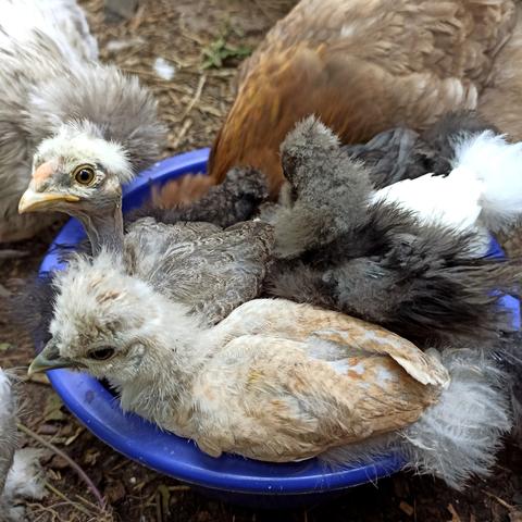 Küken in der Futter Schüssel, dicht gedrängt