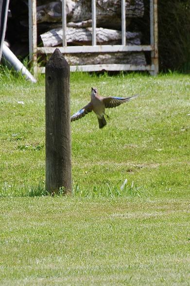 A bird with outstretched wings is flying near a wooden post in a grassy area. In the background, there are logs and a metal structure.