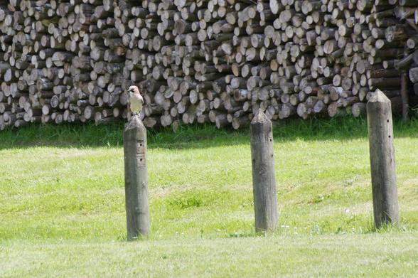 A bird perched on a wooden post in a grassy area, with a stacked firewood backdrop.