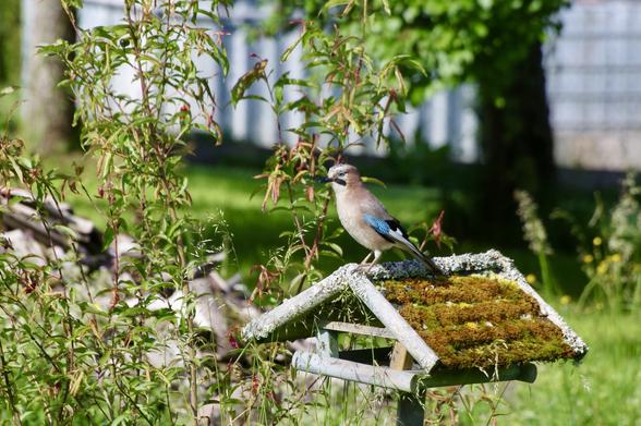 A bird is perched on a birdhouse covered with moss. Surrounding it are green plants and grass in a lush garden setting. The background features blurred trees and a hint of a fence.