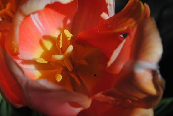horizontal format closeup of a peach colored tulip seen from above in direct sunlight coming from the right.