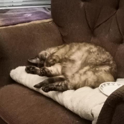 Closeup of a lynx-point Siamese cat sleeping on a folded fuzzy white throw covering the seat of an old armchair upholstered in faded maroonish fabric. He lies on his right side in the corner between the chair's backrest and armrest, head snuggled against the armrest and legs all a jumble - his right rear leg is extended beneath his body till its foot winds up near his ear, while his tail and other rear leg sprawl out beyond the edge of the throw, and the front paws curled over his chest. A small white ceramic dish rests on the throw just beyond the cat's butt.