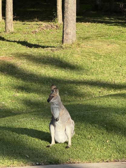 A female wallaby with a bulging pouch sits on green grass that has been freshly mowed.