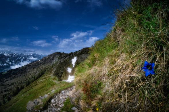 Enzian im Gebirge