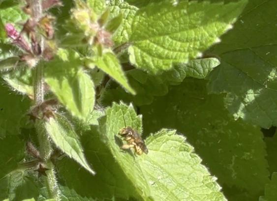 Eine kleine #Wildbiene , hier vermutlich eine  Garten-Wollbiene, Anthidium manicatum, an Wald-Ziest.