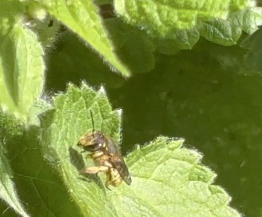 Eine kleine #Wildbiene , hier vermutlich eine  Garten-Wollbiene, Anthidium manicatum, an Wald-Ziest.