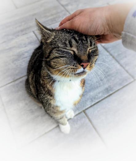 A person's hand gently strokes the head of a tabby cat with its eyes closed in contentment. The cat has distinctive brown, black, and white fur markings and prominent white whiskers. It is wearing a collar. The setting appears to be outdoors, with the cat sitting on a grey paved surface made of square or rectangular tiles.