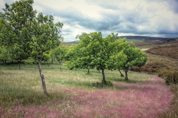 A picturesque landscape featuring a field of vibrant green grass interspersed with scattered green-leafed trees. A striking swathe of fluffy, pink-tinged grass runs diagonally across the foreground. In the background, rolling hills rise under a dramatic, cloudy sky, with hints of a path winding through the terrain. The overall mood is serene and natural.
