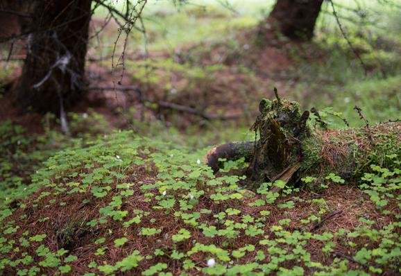 A woodland floor scattered with 3-leaved Wood Sorrel plants, not in flower. The bottom of a couple of trees are in the background and a moss-covered rotting log with the remnant of the root plate looking like a monster.