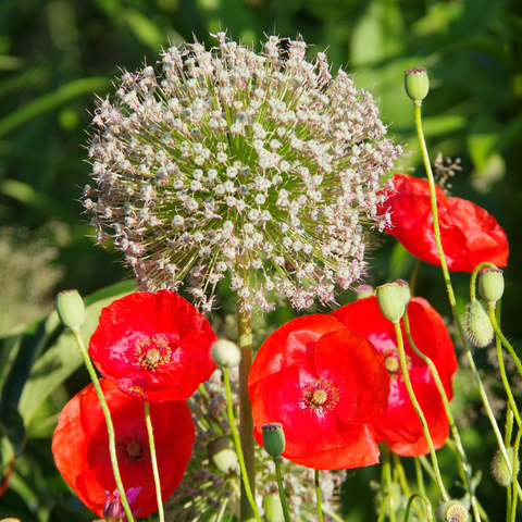 Mitte oben ein Samenstand vom Allium, umringt von Mohnblüten und -samenständen.