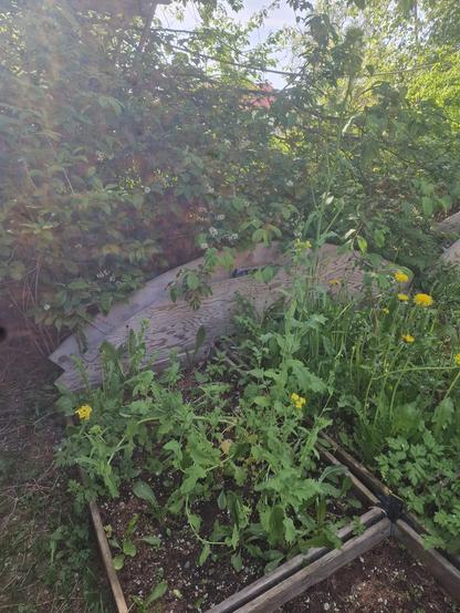 Guldbollar i blom i en grön orensad djungel