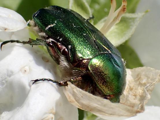 A close-up image of a vibrant green beetle resting on white petals. The beetle showcases intricate detailing on its exoskeleton, reflecting light and highlighting its shiny appearance. The background features soft green foliage.

Zbliżenie żywego zielonego chrząszcza spoczywającego na białych płatkach. Chrząszcz prezentuje misterne detale na swoim egzoszkielecie, odbijając światło i podkreślając jego lśniący wygląd. Tło ma miękkie zielone liście.

Ein Nahaufnahmebild eines leuchtend grünen Käfers, der auf weißen Blütenblättern ruht. Der Käfer zeigt komplizierte Details auf seinem Exoskelett, die das Licht reflektieren und sein glänzendes Aussehen hervorheben. Der Hintergrund zeigt weiches grünes Laub.