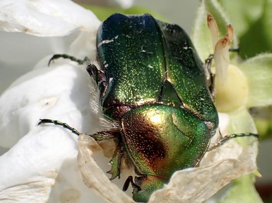 A close-up image of a vibrant green beetle resting on white petals. The beetle showcases intricate detailing on its exoskeleton, reflecting light and highlighting its shiny appearance. The background features soft green foliage.

Zbliżenie żywego zielonego chrząszcza spoczywającego na białych płatkach. Chrząszcz prezentuje misterne detale na swoim egzoszkielecie, odbijając światło i podkreślając jego lśniący wygląd. Tło ma miękkie zielone liście.

Ein Nahaufnahmebild eines leuchtend grünen Käfers, der auf weißen Blütenblättern ruht. Der Käfer zeigt komplizierte Details auf seinem Exoskelett, die das Licht reflektieren und sein glänzendes Aussehen hervorheben. Der Hintergrund zeigt weiches grünes Laub.