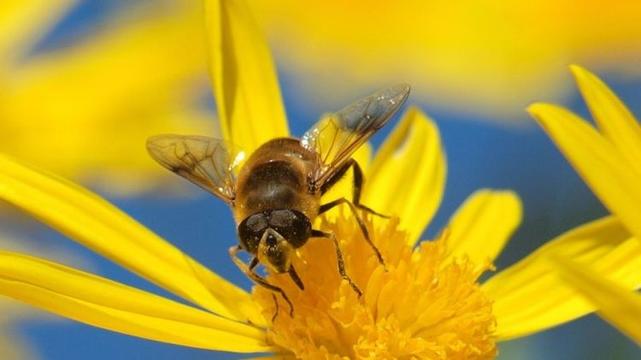 A fly sits feeding on a yellow flower.