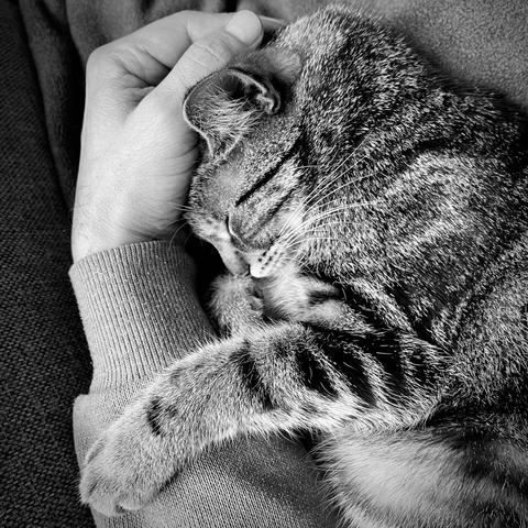das quadratische schwarzweißbild zeigt in nahaufnahme einen getigerten kater, der seitlich auf einem sofa liegt, seine linke pfote über den arm des fotografen gelegt hat und zu schlafen scheint.
der arm des fotografen verläuft rechts im bild von unten nach oben. die hand liegt in einer streichelnden post auf dem kopf des katers.