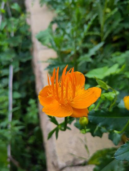 Eine orange-gelb blühende Trollblume