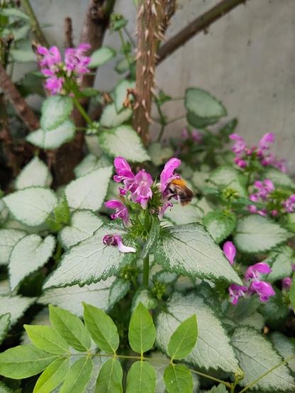 Eine Hummel vergnügt sich an einem Blütenstand der gefleckten Taubnessel