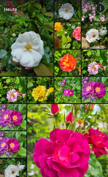 Eine Collage aus der Foto App des Smartphones, die lauter verschiedene Rosenblüten zeigt.