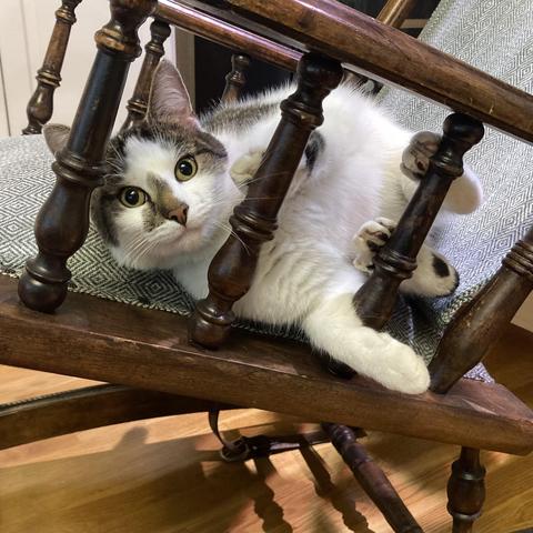 A mostly-white and mackeral tabby cat is looking at the camera while sprawled out sideways on the seat of an upholstered wooden rocking chair.  The cat has its back paws pressed against one of the spindles supporting the armrest, its left front paw resting on another spindle, and the right front paw dangling between the two spindles.