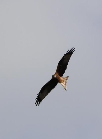 Ein Raubvogel (Bussard) am Himmel in Seitenlänge.
Matzework
