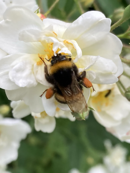 In het centrum een zwart met geel gekleurde hommel, aan weerszijden twee bolletjes oranje stuifmeelklompjes. De achtergrond is een variatie van wit: rozenblaadjes.