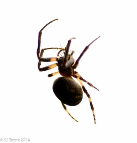 Spiders (order Araneae) are air-breathing arthropods that have eight limbs, chelicerae with fangs generally able to inject venom and spinnerets that extrude silk They are the largest order of arachnids and rank seventh in total species diversity among all orders of organism Spiders are found worldwide on every continent except Antarctica, and have become established in nearly every land habitat. As of June 2025, 53,034 spider species in 136 families have been recorded by taxonomists However, there has been debate among scientists about how families should be classified, with over 20 different classifications proposed since 1900