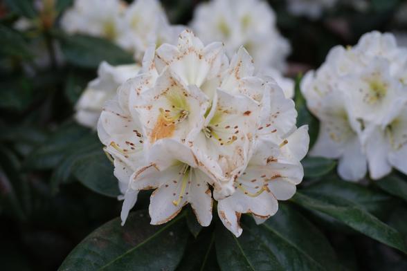 White and orange rhododendron flowers.