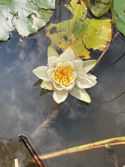 Teichoberfläche mit einer Seerosenblüte und 2 Blättern. Die runden Blätter haben viele Risse, vermutlich durch Hagel.