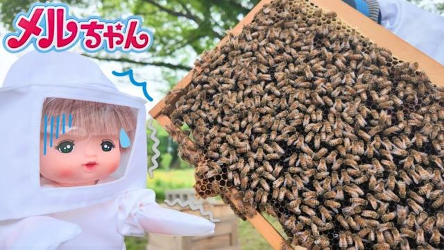 メルちゃん ハチさんがいっぱい！🐝 はちみつ採り体験 いきもの学習