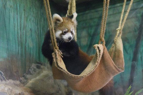 A picture of a Red Panda.