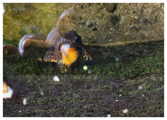 Aufnahme von oben in einen flachen, wassergefüllten Brunnen. Eine slamanderartige Amphibie (Bergmolch) sitzt unter Wasser an einer Brunnenwand und schaut in die Kamera. Ringsum unscharf Steine, Wasserpflanzen und Algen