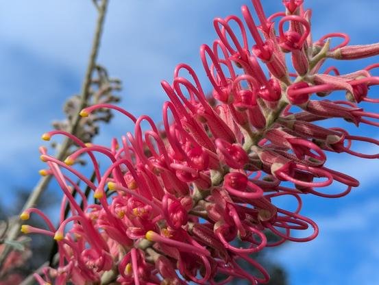 Red blooming grevillea