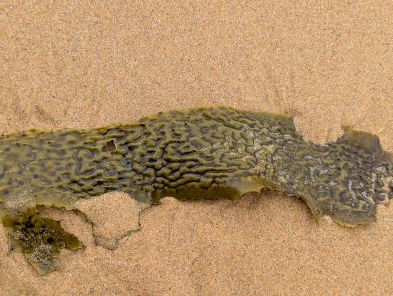 Piece of sea kelp on an ocean beach