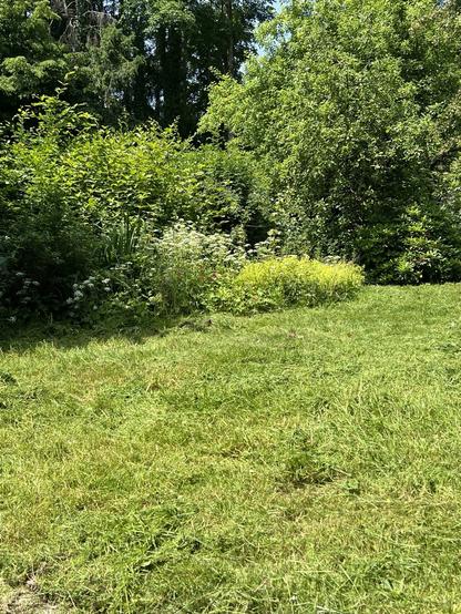 Gemähte Wiese, im Hintergrund blühender Giersch, Frauenmantel, Hecken und Apfelbäume.