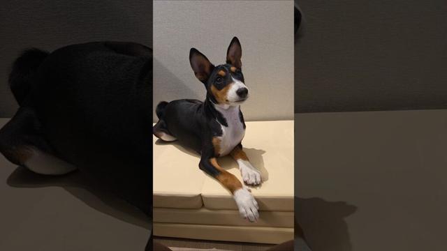 kissing you #basenji #바센지 #басенджи #バセンジー #dog #강아지