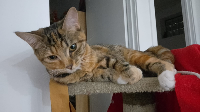 A 7 month old tabby kitten curled up on a cat post