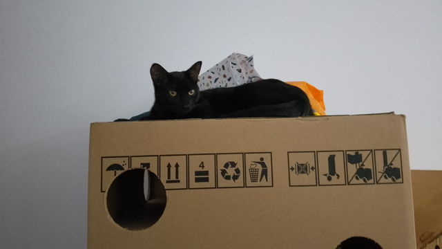 A 7 month old dark kitten laying on top of a washing machine box