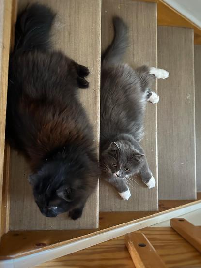 Two cats laying on the two first steps of a staircase, a floofy black cat on the first step and a grey cat with white paws and face on the second.