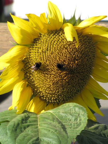 A bright yellow sunflower. In its middle sit two bees. They look like the sunflower has eyes.