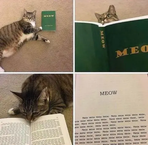 A combination of 4 photos.
1: A tabby cat lying on the floor next to a green book titled "Meow". It's lying in its side and looking up at the viewer.
2: Now the book is open and held up so the cat can look inside.
3: The book is lying on the ground, still open. The cat is now lying on its stomach and is closely looking at the book's content.
4: The content: Meow meow meow meow. Meow meow meow meow, and so on.