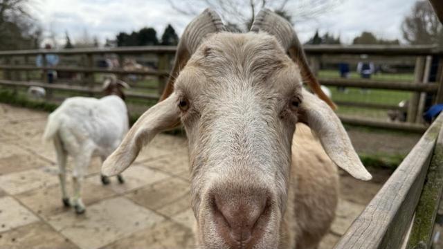 A tan coloured goat looks straight at the camera. Its ears flop out on each side of its head