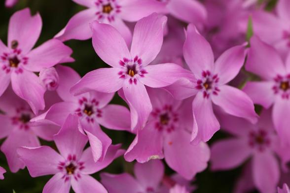 Macro photograph of a carpet of pink flowers, with five petals each, darker dots near their base where they meet and yellow reproductive parts coming out of the hole like centre.
