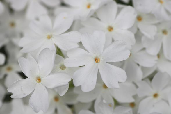 Macro photograph of a carpet of white flowers, with five petals each and yellow reproductive parts coming out of the hole like centre.
