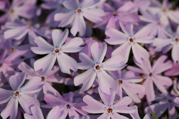 Macro photograph of a carpet of violet flowers, with five petals each, darker dots near their base where they meet and yellow reproductive parts coming out of the hole like centre.