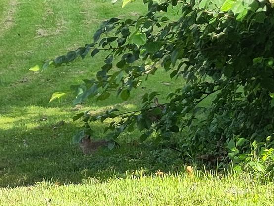 Zwei Hasen/Kaninchen in grüner Wiese teilweise verdeckt durch Gebüsch.