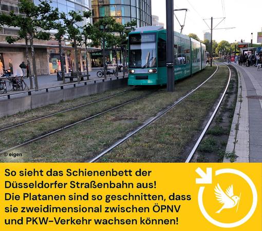 In Düsseldorf fährt die Straßenbahn über ein grünes Gras-GleisBett. An der Seite stehen Mindestens 20 Jahre alte Platanen, die Heimat für Vögel und Insekte bietet. Außerdem verbessern sie die Luft und kühlen die Umgebung um mindestens 2° ab.
Text unter dem Bild:
So sieht das Schienenbett der Düsseldorfer Straßenbahn aus!
Die Platanen sind so geschnitten, dass sie zweidimensional zwischen ÖPNV und PKW-Verkehr wachsen können!
Unten rechts ist unser Logo: der Ulmer Spatz im Pfeilkreis von LocalZero. (Pfeilkreis bedeutet: Ein Kreis, an dessen oberer linken Seite ein Pfeil nach unten weist)
