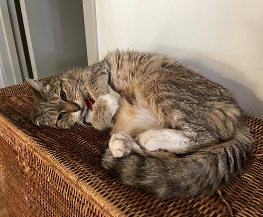 My tawny-toned tabby-striped kitty lying on her side atop a rattan hamper. Her front paws with their little whute mittens are curled towards each other and folded over her chest, her back feet in their white socks are also curled towards each other and her long ringed tail is curled all the way around her butt and encircling her back feet. She looks at us with slightly sleep-narrowed eyes and a "meh" expression with her crooked little mouth as if to  say "Please just leave me alone."