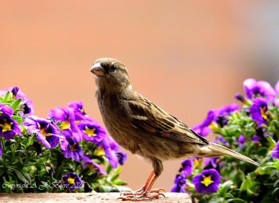 The house sparrow is typically about 16 cm (6.3 in) long, ranging from 14 to 18 cm (5.5 to 7.1 in).[4] The house sparrow is a compact bird with a full chest and a large, rounded head. Its bill is stout and conical with a culmen length of 1.1–1.5 cm (0.43–0.59 in), strongly built as an adaptation for eating seeds. Its tail is short, at 5.2–6.5 cm (2.0–2.6 in) long. The wing chord is 6.7–8.9 cm (2.6–3.5 in), and the tarsus is 1.6–2.5 cm (0.63–0.98 in).[5][6] Wingspan ranges from 19–25 centimetres (7.5–9.8 in).[5]

In mass, the house sparrow ranges from 24 to 39.5 g (0.85 to 1.39 oz). Females usually are slightly smaller than males. The median mass on the European continent for both sexes is about 30 g (1.1 oz), and in more southerly subspecies is around 26 g (0.92 oz). Younger birds are smaller, males are larger during the winter, and females are larger during the breeding season. Birds at higher latitudes, colder climates, and sometimes higher altitudes are larger (under Bergmann's rule), both between and within subspecies