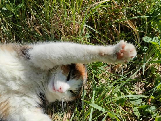 Photo of tricolor cat, close, almost portrait. The cat is lying on the grass, with right front paw up, above head. Claws and pink toe beans are visible, cat's nose is also bright pink. Whole scene is well lit with sunlight.