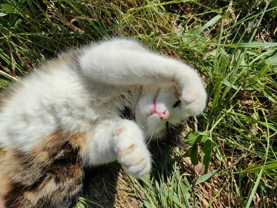 Photo of the cat still lying, bigger part of its body visible. Now both front paws are up and cat shows small tip of its tongue.